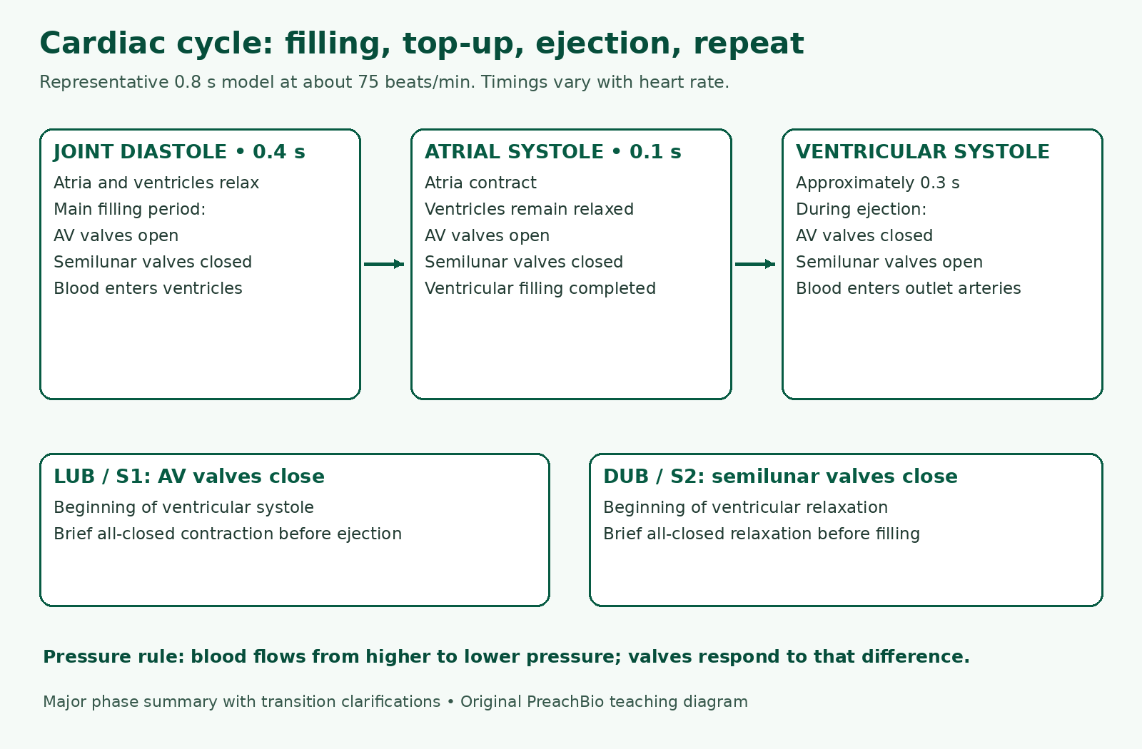 Cardiac-cycle phases with approximate timings, valve states during filling and ejection, and all-closed transitions