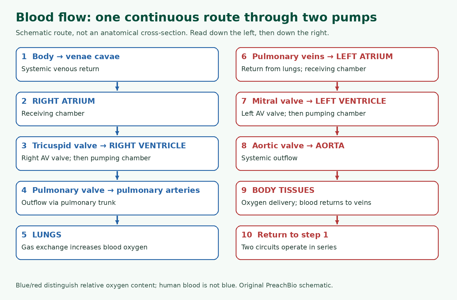 Numbered blood route through right heart, lungs, left heart and body, identifying all four valves