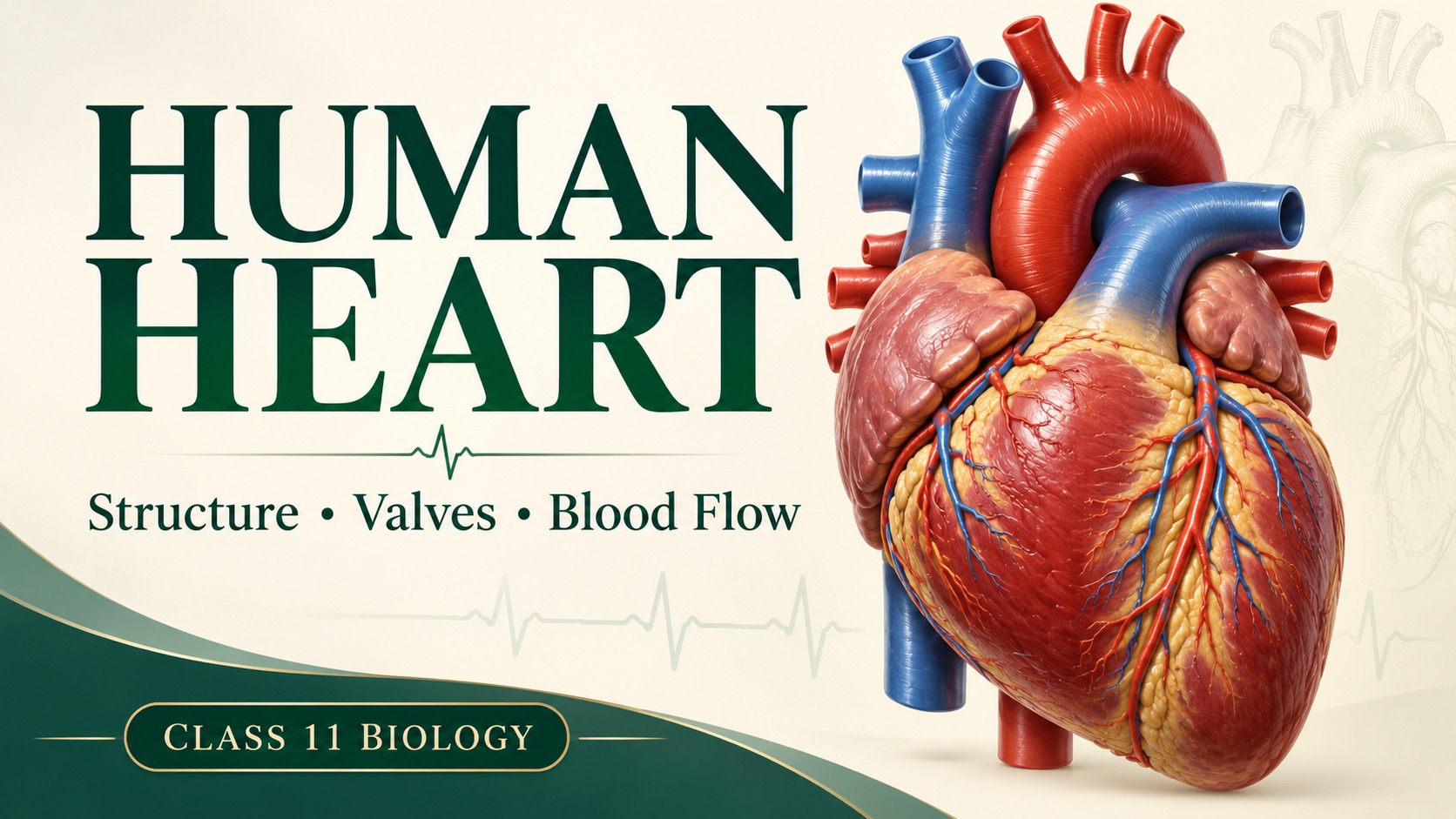 Human Heart Structure, Valves & Blood Flow | Class 11 — original conceptual cover
