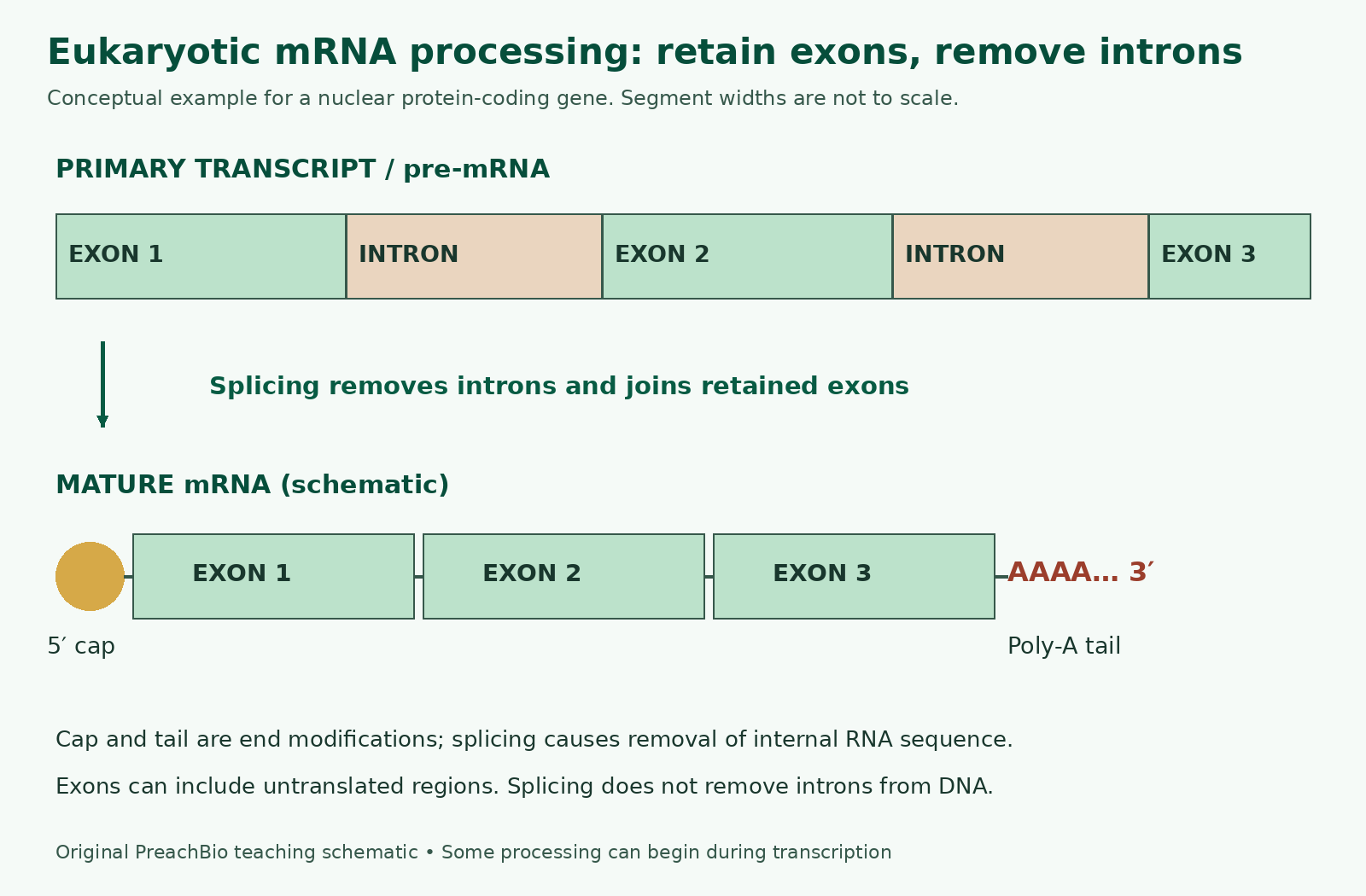 Eukaryotic pre-mRNA containing three exons and two introns, then mature mRNA with exons joined, 5 prime cap and poly-A tail