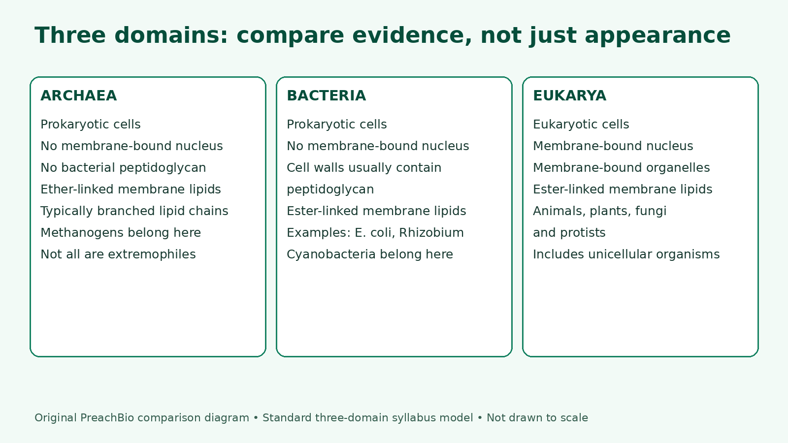 Original comparison diagram showing nucleus, cell wall and membrane-linkage differences among Archaea, Bacteria and Eukarya