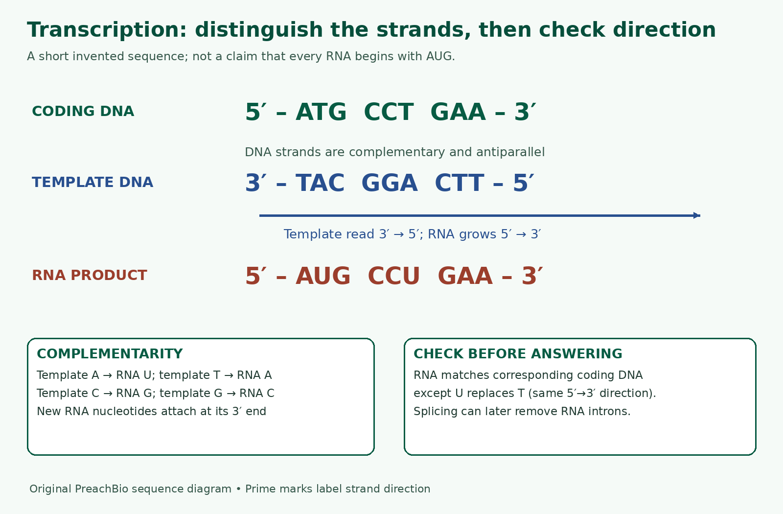Coding DNA ATG CCT GAA, antiparallel template TAC GGA CTT and RNA AUG CCU GAA with prime directions